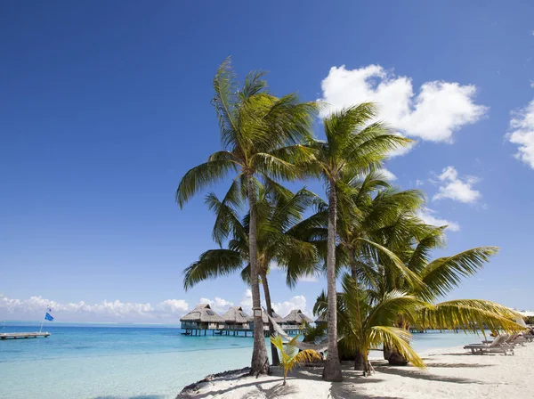 Palmiye Ağaçları Hammok Bora Bora Fransız Polinezyası Ile Kumlu Plaj — Stok fotoğraf