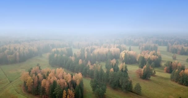 Sonbahar Ormanının Havadan Görünümü Güneşli Bir Günde Biçilmiş Çim Ile — Stok video