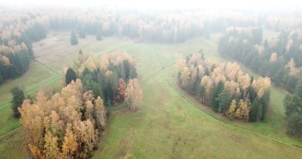 Вид Воздуха Осенний Лес Осенний Пейзаж Красными Желтыми Зелеными Деревьями — стоковое видео