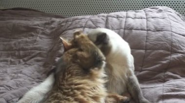 Yetişkin kedi mekong bobtail ve kedi somali. Evcil hayvanlar kendilerini ve birbirlerini yalarken yıkıyor