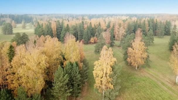 Vue Aérienne Forêt Automne Paysage Automne Avec Des Arbres Rouges — Video