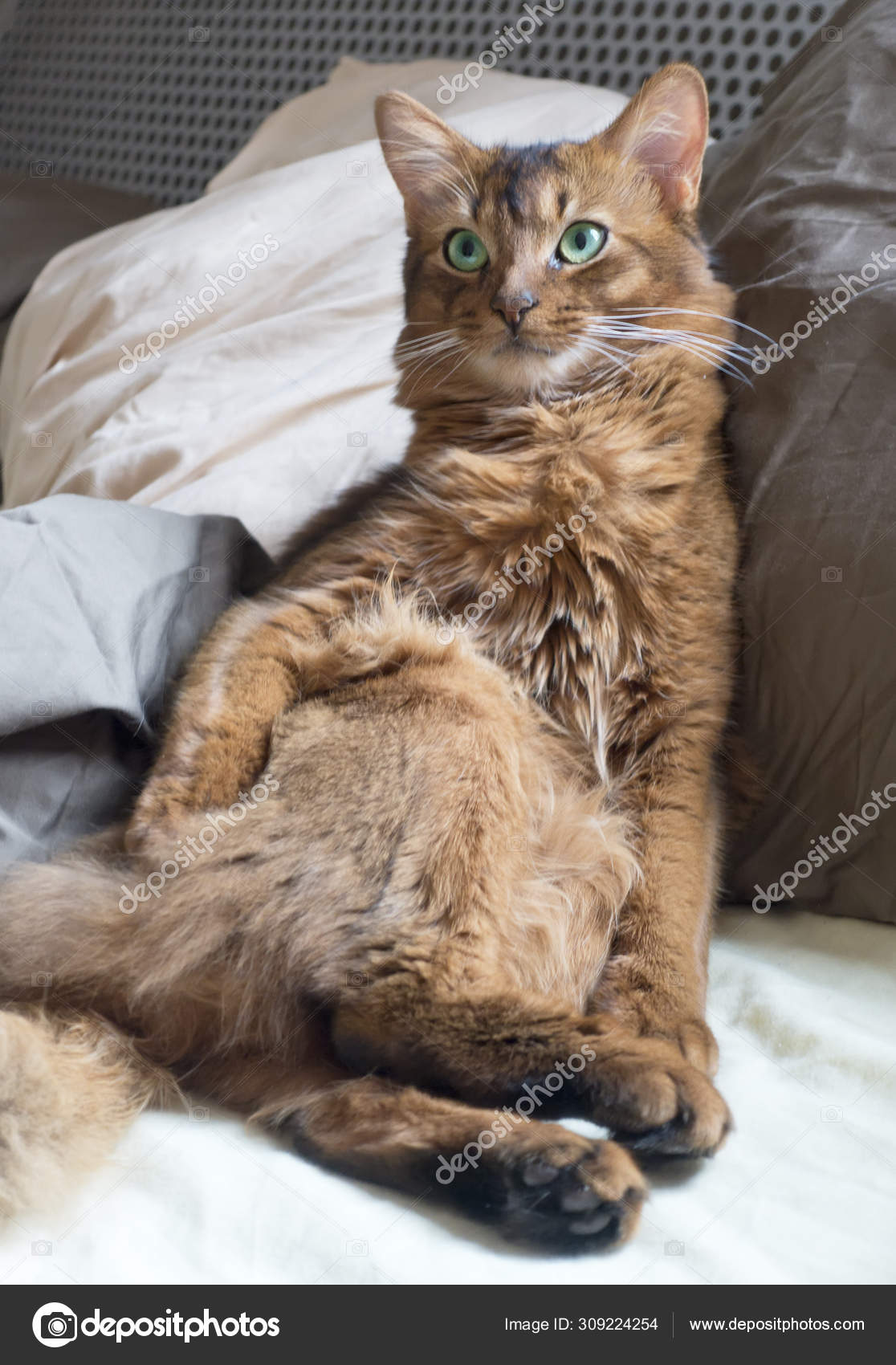 Fluffy Red Cat Green Eyes Somali Breed Sits Leaning Pillow Stock Photo By C Kkulikov 309224254