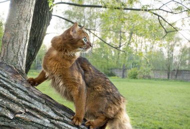 yeşil gözlü kabarık kırmızı kedi (doğurmak Somali) bir par eğimli bir ağaç gövdesi üzerinde