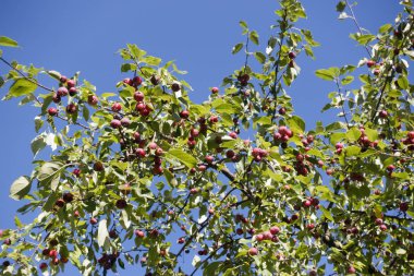 elma ağacı dalları üzerinde olgun elma