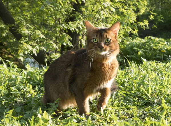 緑の目をしたふわふわの赤い猫 ソマリ品種 が緑の草の上を歩く — ストック写真