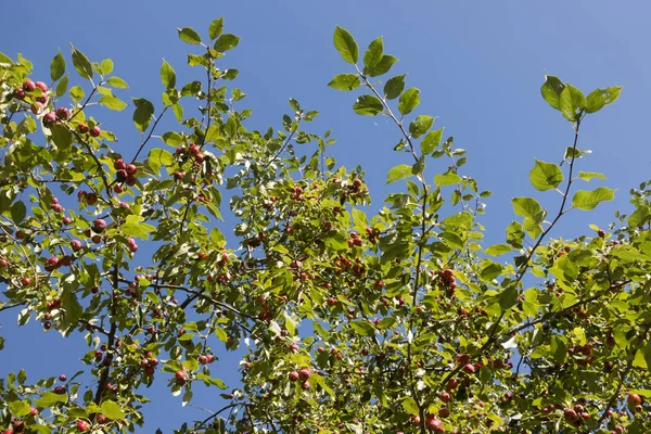 Mogna Äpplen Äppelträd Grenar — Stockfoto