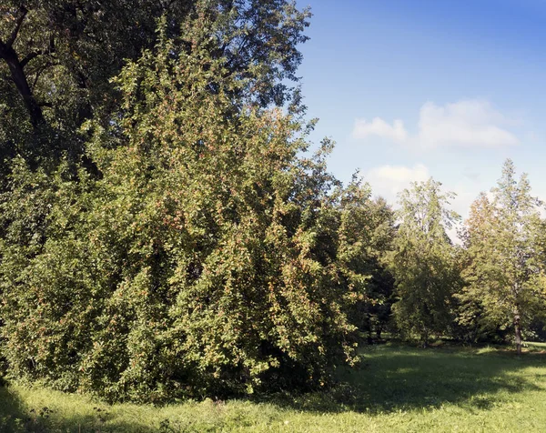 Ripe Apples Apple Tree — Stock Photo, Image