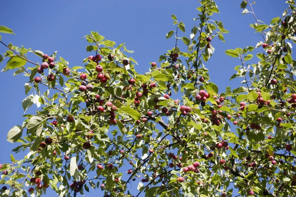 苹果树上成熟的苹果 — 图库照片