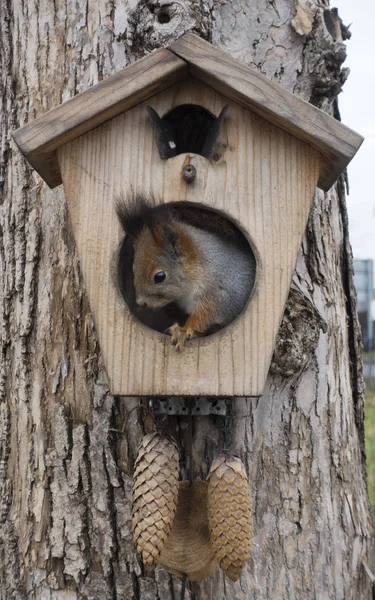 Scoiattolo Albero Una Casa — Foto Stock