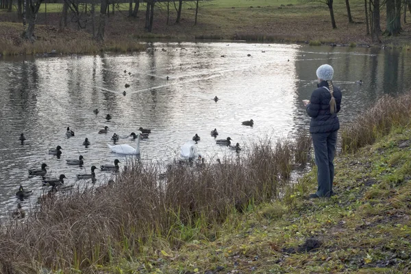 Mulher Lago Alimenta Patos Cisnes — Fotografia de Stock