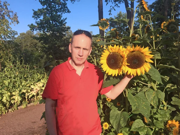 Mann Neben Blühenden Sonnenblumen Park — Stockfoto