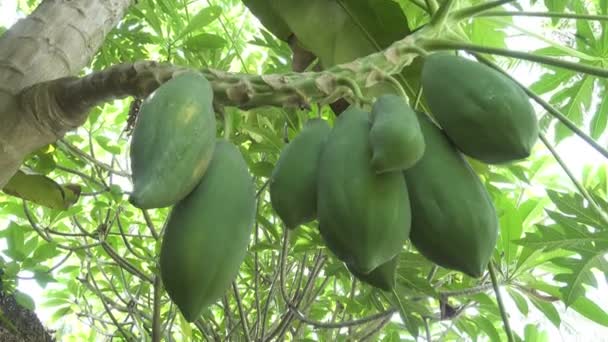 Große grüne und reife Früchte von Papayas hängen an einem Baum, Papayafrüchte — Stockvideo