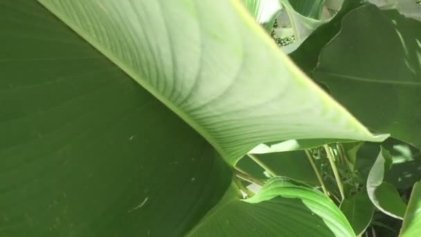 A fiatal karcsú nő van a többi a trópusi üdülőhely pálmafák árnyékában — Stock videók