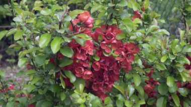 Chaenomeles japonica, baldıran kuşu ya da Maule aygırı olarak da bilinir. Sık sık ekilen dikenli bir yaprak döken çalıdır..