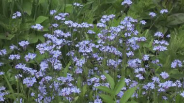 Güneşli bir günde ormanda Myosotis 'in çiçeklerini unutma. ,