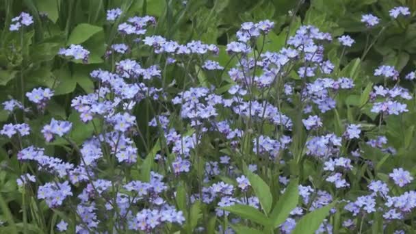 Vergissmeinnicht Myosotis Blüht Sonnigen Tagen Auf Einer Waldlichtung — Stockvideo