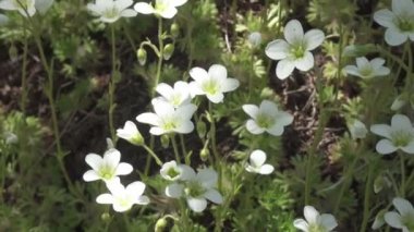 Sagina subulata çiçekleri. Sagina Subulata. Alpine Pearlwort. Sagina saginoides, güneşli bir günde bahçede dekoratif yosunlar açar.