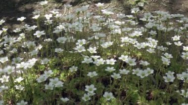 Sagina subulata çiçekleri. Sagina Subulata. Alpine Pearlwort. Sagina saginoides, güneşli bir günde bahçede dekoratif yosunlar açar.