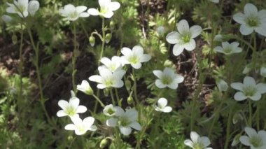 Sagina subulata çiçekleri. Sagina Subulata. Alpine Pearlwort. Sagina saginoides, güneşli bir günde bahçede dekoratif yosunlar açar.
