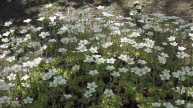 Sagina subulata çiçekleri. Sagina Subulata. Alpine Pearlwort. Sagina saginoides, güneşli bir günde bahçede dekoratif yosunlar açar.