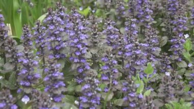 Bugle - Ajuga sürüngenleri uzun otların arasında çiçek ayini. Bulanık arkaplanda mavi bahar çiçeklerini kapat. Ajuga sürüngenleri. Halı böceği otu, 