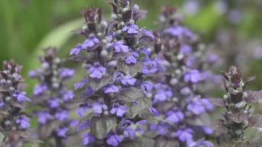 Bugle - Ajuga sürüngenleri uzun otların arasında çiçek ayini. Bulanık arkaplanda mavi bahar çiçeklerini kapat. Ajuga sürüngenleri. Halı böceği otu, 