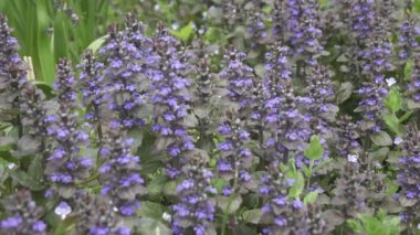 Bugle - Ajuga sürüngenleri uzun otların arasında çiçek ayini. Bulanık arkaplanda mavi bahar çiçeklerini kapat. Ajuga sürüngenleri. Halı böceği otu, 
