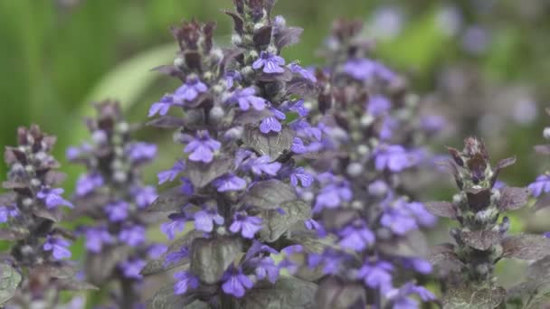 ブグル アジュガは長い草の中の花の塊を再現します 背景がぼやけて青い春の花を閉じます アジュガ レプタン カーペットの雑草 — ストック動画