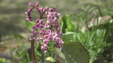 Bergenia crassifolia 'nın pembe çiçekleri, ilkbaharda Bergenia çiçeği. Çiçek açmış. Pembe bahçe çiçeği, Bergenia cordifolia Bergenia crassifolia, badan, Sibirya çayı çiçeği. Talep edilmeyen bahçe çiçeği