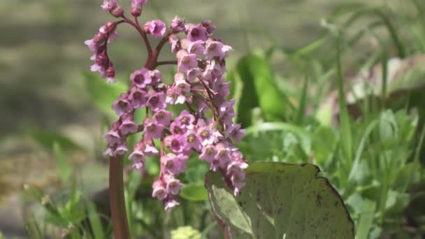 Ροζ Λουλούδια Από Bergenia Crasifolia Λουλούδι Bergenia Την Άνοιξη Μπλόσσον — Αρχείο Βίντεο