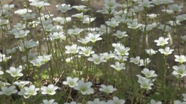 Sagina subulata çiçekleri. Sagina Subulata. Alpine Pearlwort. Sagina saginoides, güneşli bir günde bahçede dekoratif yosunlar açar., 