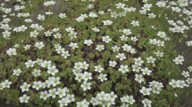 Sagina subulata çiçekleri. Sagina Subulata. Alpine Pearlwort. Sagina saginoides, güneşli bir günde bahçede dekoratif yosunlar açar., 