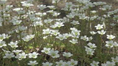 Sagina subulata çiçekleri. Sagina Subulata. Alpine Pearlwort. Sagina saginoides, güneşli bir günde bahçede dekoratif yosunlar açar., 