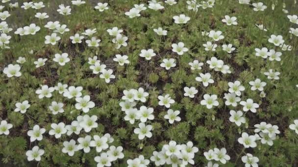 仙人掌花 Sagina Subulata Alpine Pearlwort 在阳光明媚的日子里 在花园里盛开了装饰苔藓 — 图库视频影像