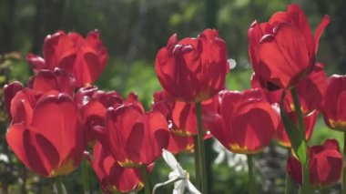 Güneşli bir günde, yaz mevsiminde, bahçede çözünmüş kırmızı laleler, nergis ve kırmızı lale sallanıyor bahçede rüzgardan,