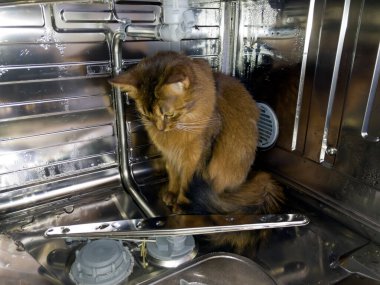 Kırmızı kedi bulaşık makinesine tırmandı.