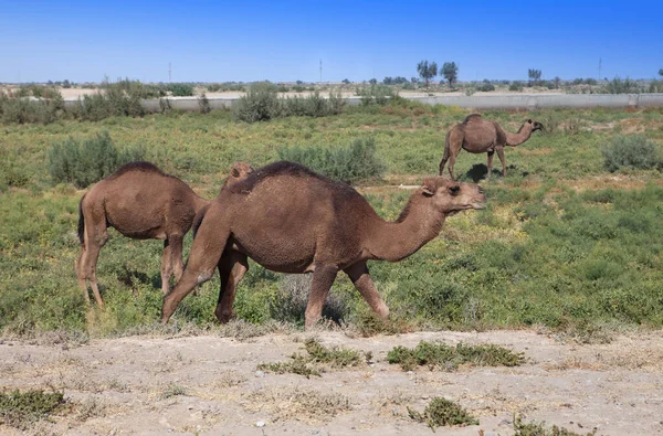 Kameler Går Längs Vägen Uzbekistan — Stockfoto