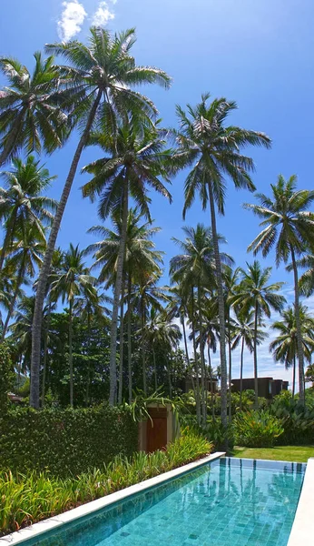 Havuzun Üzerinde Turkuaz Suyu Olan Palmiye Ağaçları Bali Endonezya — Stok fotoğraf