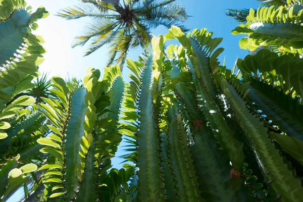 cactus Euphorbia trigona (African milk tree) bottom-up shot against the sky and the crown of a palm tree