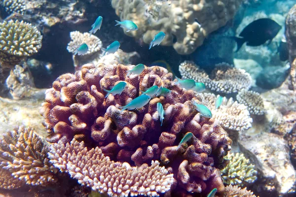 Gran Manada Peces Tropicales Sobre Arrecife Coral — Foto de Stock