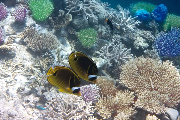 Рыбы Кораллах Chaetodon Индийский Океан — стоковое фото