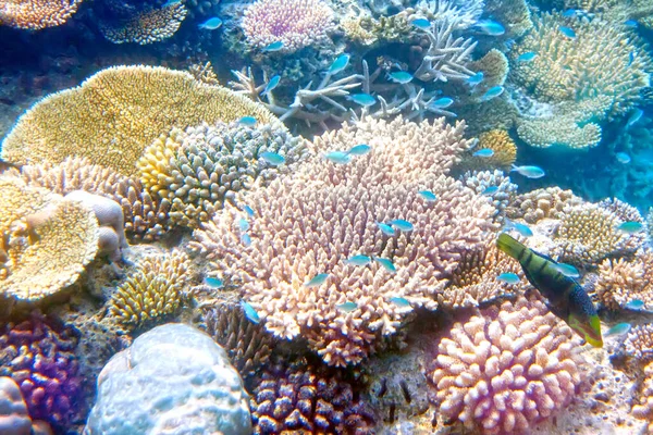 Gran Manada Peces Tropicales Sobre Arrecife Coral — Foto de Stock