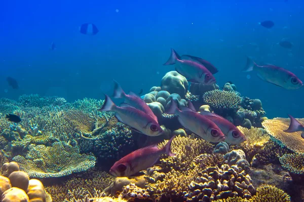 Vissen Koralen Malediven Indische Oceaan — Stockfoto