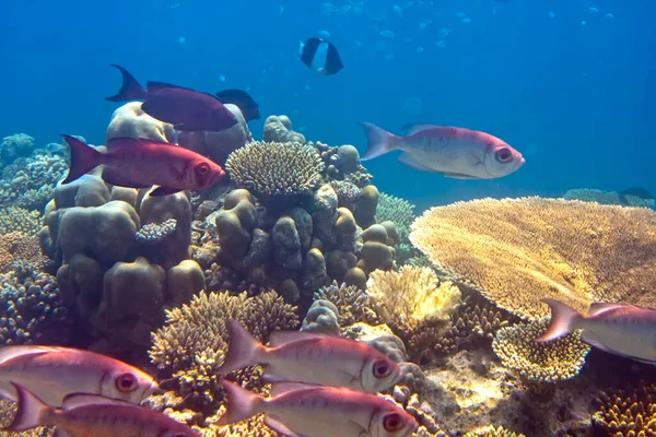 Fische Korallen Malediven Indischer Ozean — Stockfoto