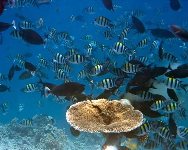 Grande Pacote Peixes Tropicais Sobre Recife Coral — Fotografia de Stock