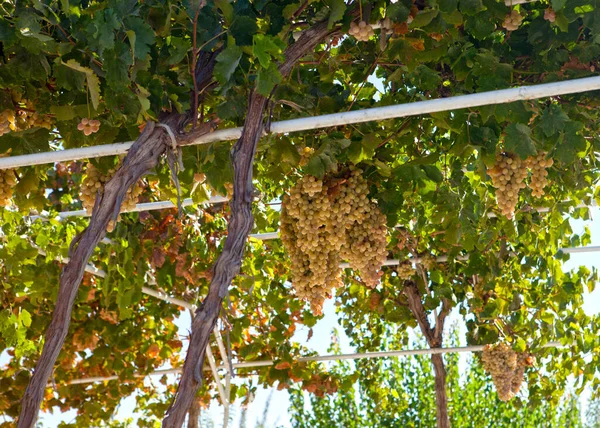 Ripe Grapes Vine Uzbekistan — Stock Photo, Image