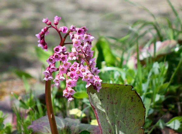 Bergenia Crassifolia Typowe Nazwy Gatunków Bergenia Liściasta Badan Herbata Syberyjska — Zdjęcie stockowe