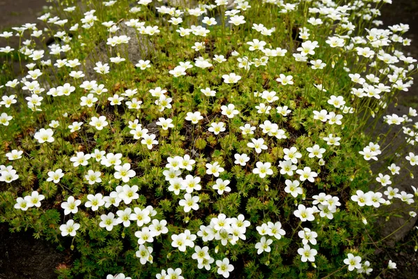 Flowers Sagina Subulata Blooms Garden Sunny Day Alpine Pearlwort — Stock Photo, Image