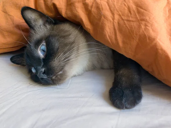 Thai Cat Lies Bed — Stock Photo, Image