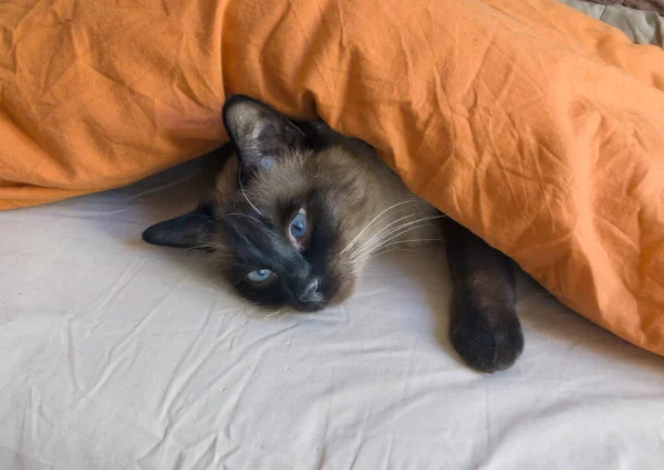 Тайский Кот Лежит Кровати — стоковое фото